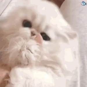 韩国美女一级毛片
